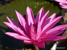 Nénuphars - Malaisie